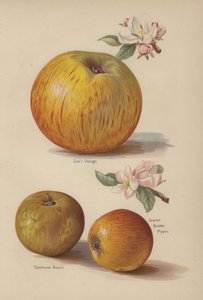 Coxs Orange, Sykehouse Russet, Scarlet Golden Pippin - English School